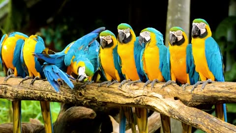 MESMERIZING PARROTS IN 8K HDR ULTRA HD !! BEAUTIFUL EXOTIC BIRDS FLYING AND CHIRPING !!!!