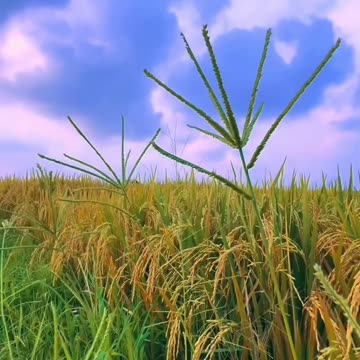 Rice 🌾 plands beautiful nature