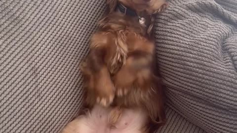 Wiener Dog Gangnam Style