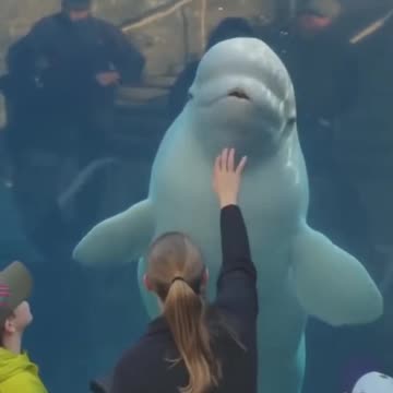 Beluga Whale - Funny Aquarium Videos | When Zoo Animal Attack Humans (with water)