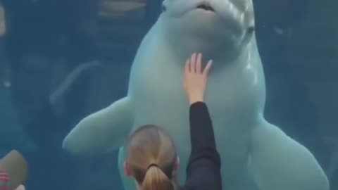 Beluga Whale - Funny Aquarium Videos | When Zoo Animal Attack Humans (with water)