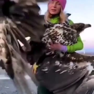 Thousands of birds of prey are killed or injured by wind turbines globally each year.