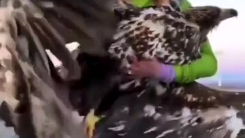 Thousands of birds of prey are killed or injured by wind turbines globally each year.