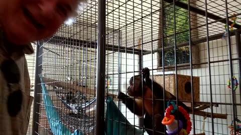 Dale attempts to speak capuchin monkey