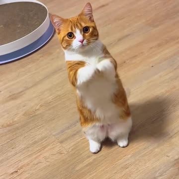 Funny Cats & - Vety funny cats I Funny Cats Videos 2024