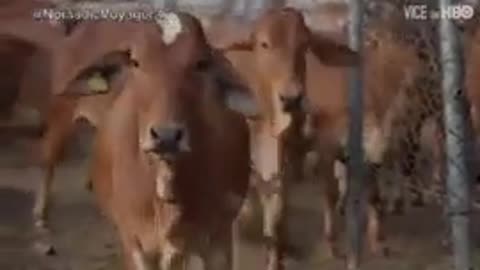 🤯💊 You Won't Believe What Medicine This Cow's Urine Is Used For! | FeedMyCuriosity