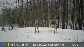 Double Deer Leap