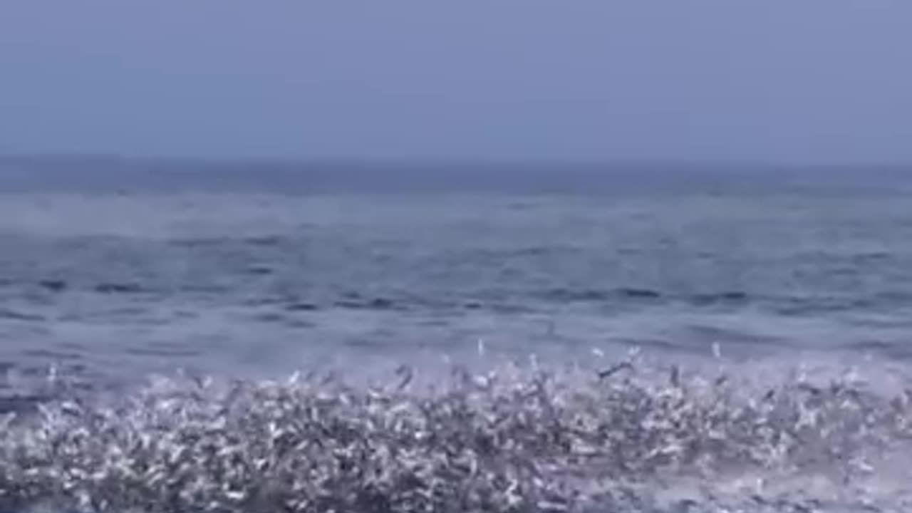 WHALES 🐳 OCEAN 🌊 WILDLIFE TRENDING NEW VIDEO 📸