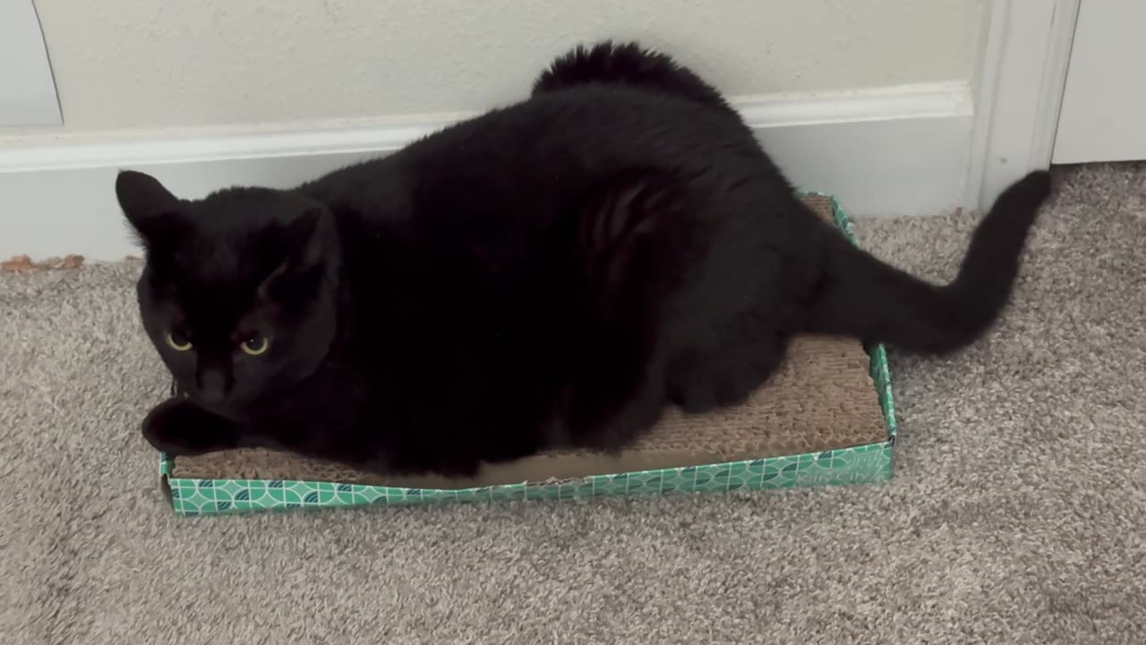 Cute Precious Piper Practices Her Letter S - My Adopted Shelter Cat Vlog