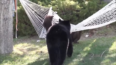 Don't miss out the cutest bears play in a Hammock!