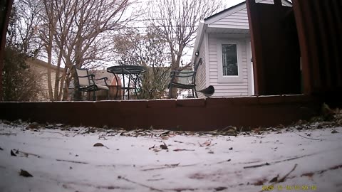 Wildlife Filmed By Haza PR800 Wild Camera, Levagood Area, Dearborn, Mich., December 19, 2025