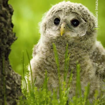 A fluffy explorer 🩶 #Shorts #Animals #Owl #Wildlife