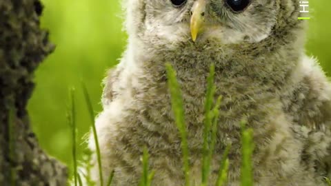 A fluffy explorer 🩶 #Shorts #Animals #Owl #Wildlife