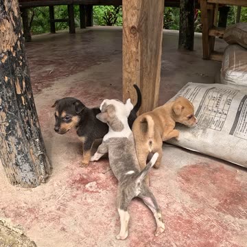 Cute New Puppies at the Farm 🐶 | Expat Life in the Philippines | Farm Life 🇵🇭