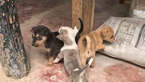 Cute New Puppies at the Farm 🐶 | Expat Life in the Philippines | Farm Life 🇵🇭