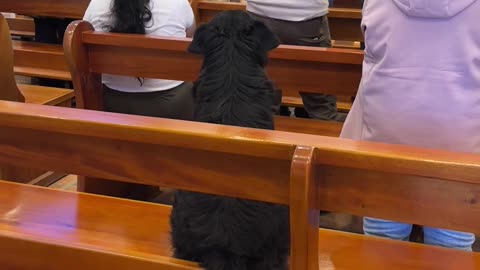Dog Enjoys the Music at Mass