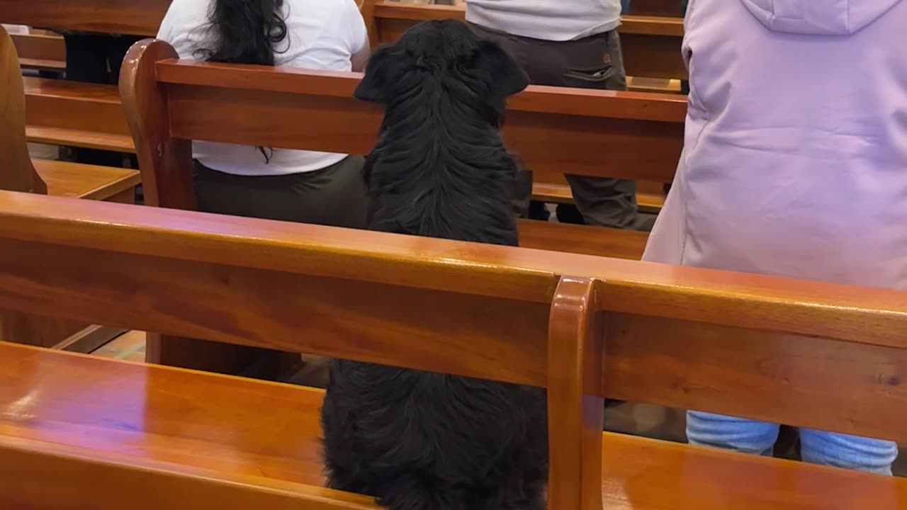 Dog Enjoys the Music at Mass