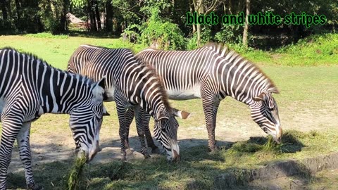 Wild Animals 1