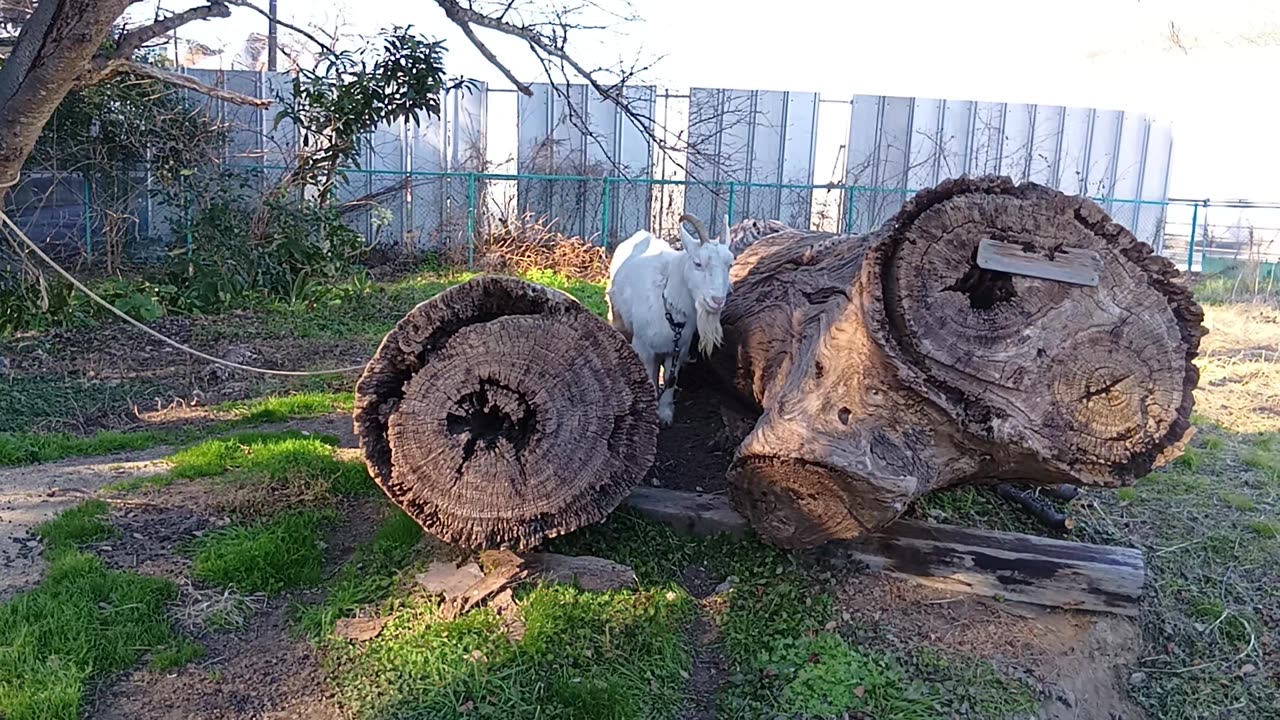 新年あけましておめでとうございます。山羊さん。今年もよろしくお願いします。