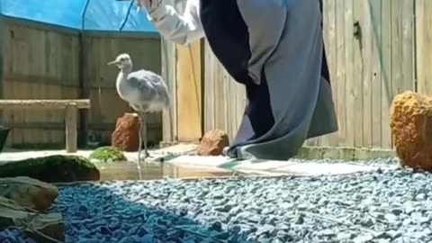 This is how they teach an orphaned crane to drink.