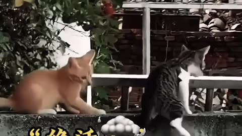 Cat Give a Fast Reactions