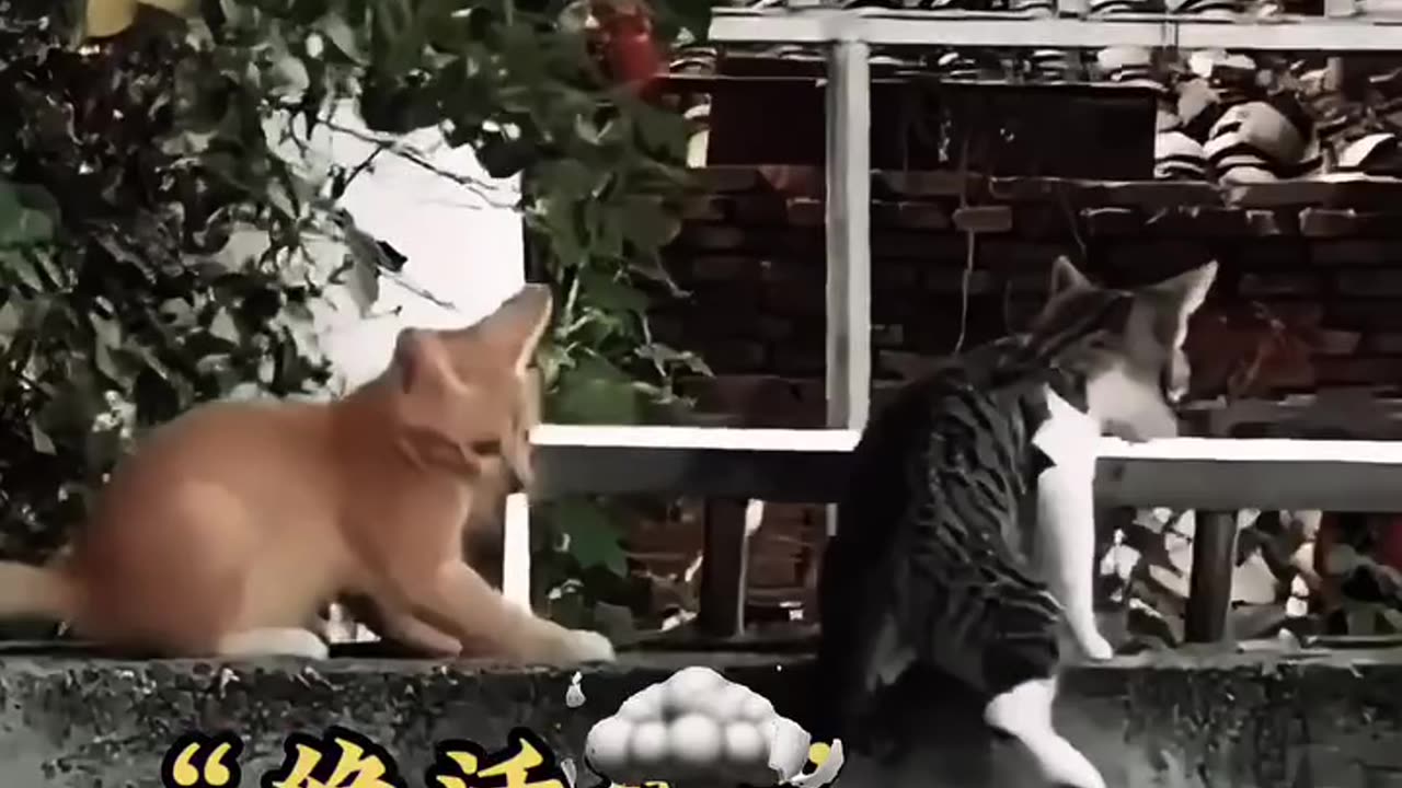 Cat Give a Fast Reactions