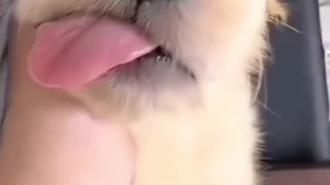 When your dog forgets how to dog 😂🐾
