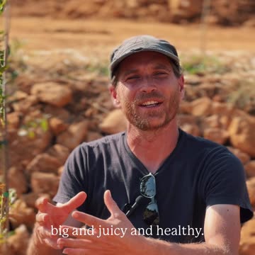 😋 We can't wait for the new pomegranate trees to produce fruit!