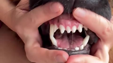 Dog's Comedy Videos 🤣 so cute videos 😍 funny videos in puppies comedy scenes 😂 so cute 🥰🥰