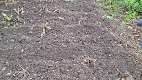 Sowing and planting in July. Garden bed prep & bean planting!