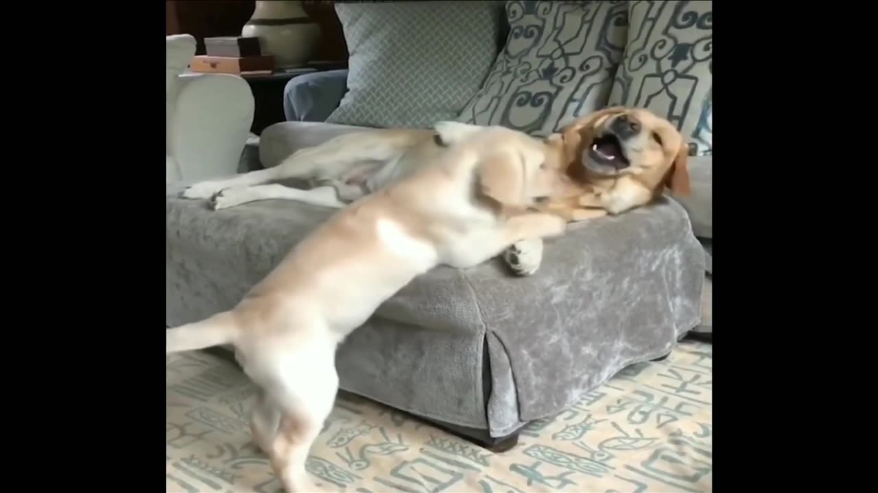 Two dogs fighting funny dubbing 🐕🐾🐾