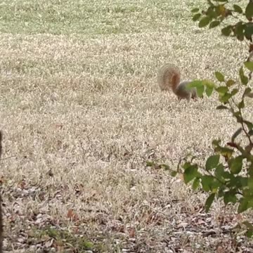 Squirrel Foraging in the Neighborhood | Calm Urban Wildlife Moment
