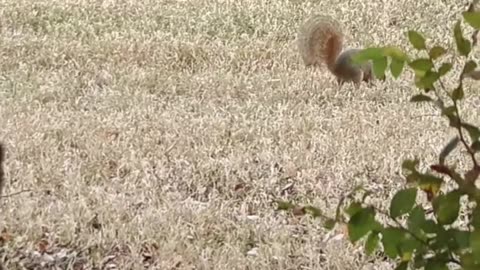 Squirrel Foraging in the Neighborhood | Calm Urban Wildlife Moment
