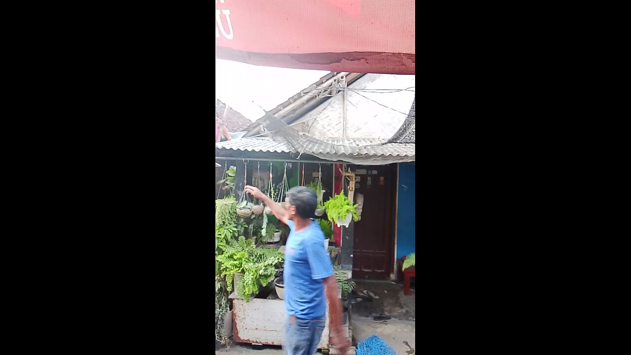 wild monkeys escape from the cage