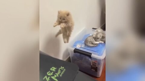 Cute Cat Jumping