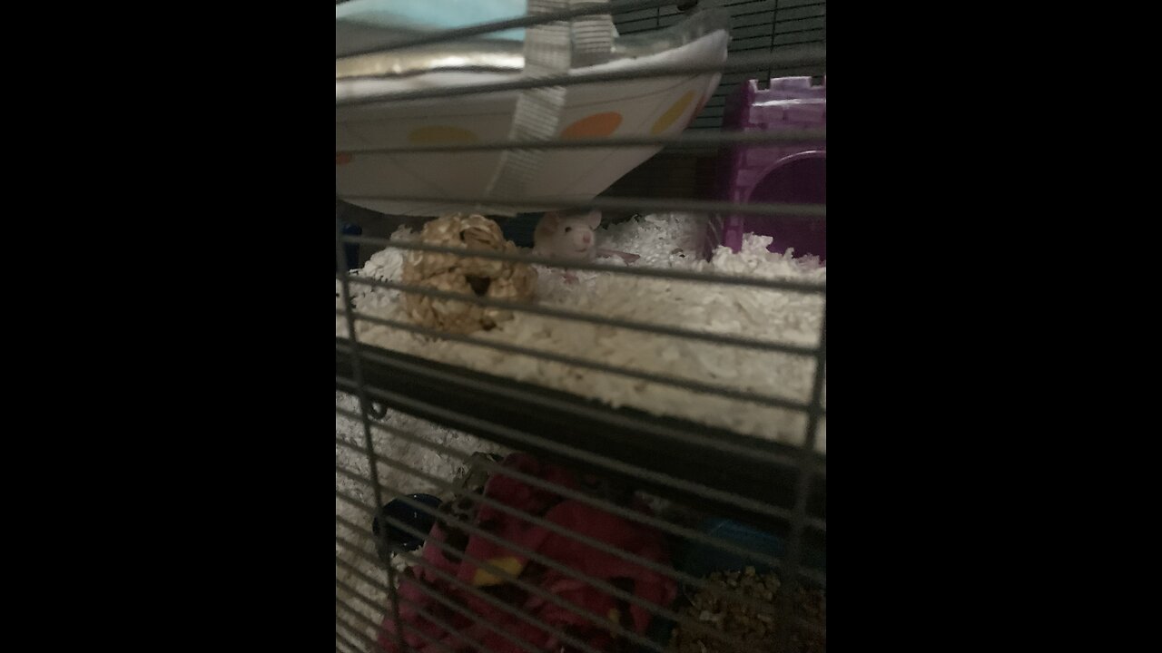 Baby Fancy rat settling in