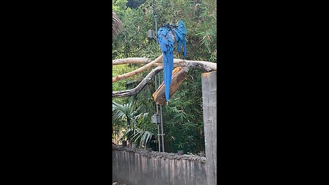 Blue-and-yellow macaw 🦜 #macaw #shorts #viral #trending #followme #macaws