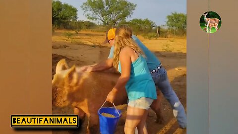 Animal play with humans#