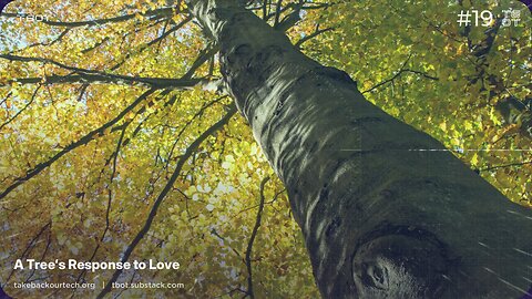 A Trees Response to Love