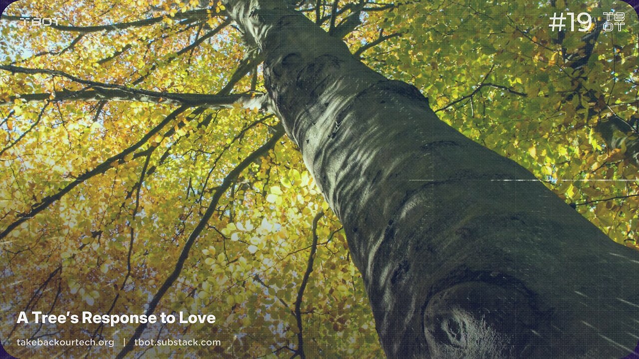 A Trees Response to Love