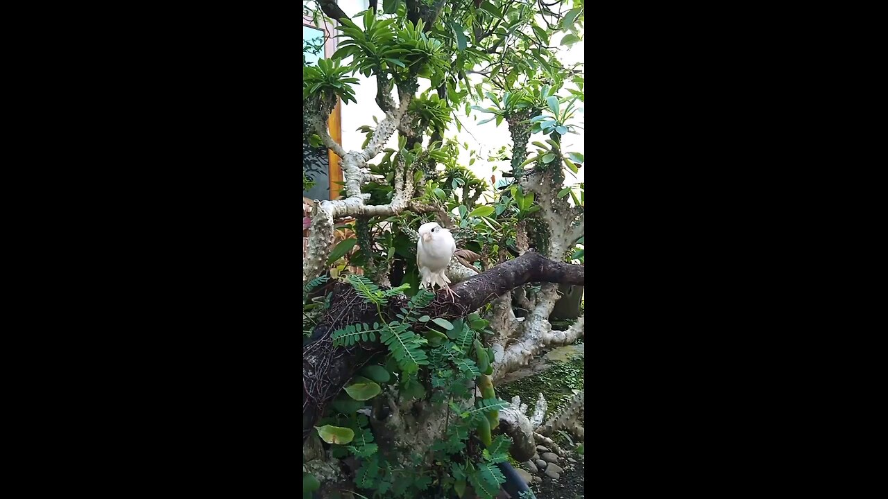 Canary