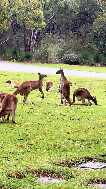 Kangaroos fighting