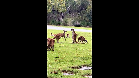 Kangaroos fighting