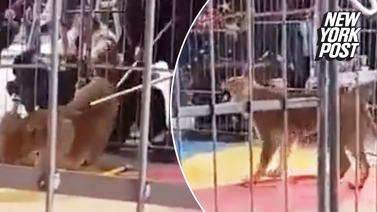 Lion snaps, grabs man through cage bars