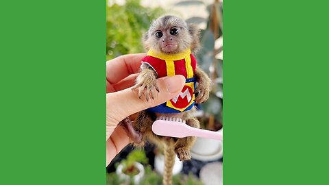 Tiny creature 🐒 "finger monkey" 🐒 World's smallest pygmy marmoset!