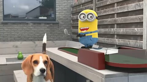 Funny Dogs vs Minion in REAL LIFE Animation Compilation! Must see!