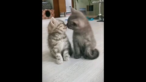 cute pets video🤭💗