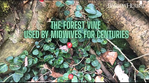 The Health Benefits of Squaw Vine