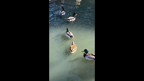 Mallard Ducks 🦆 swimming #mallardducks #swimming #shorts #viral #trending #followme #ducks #duck