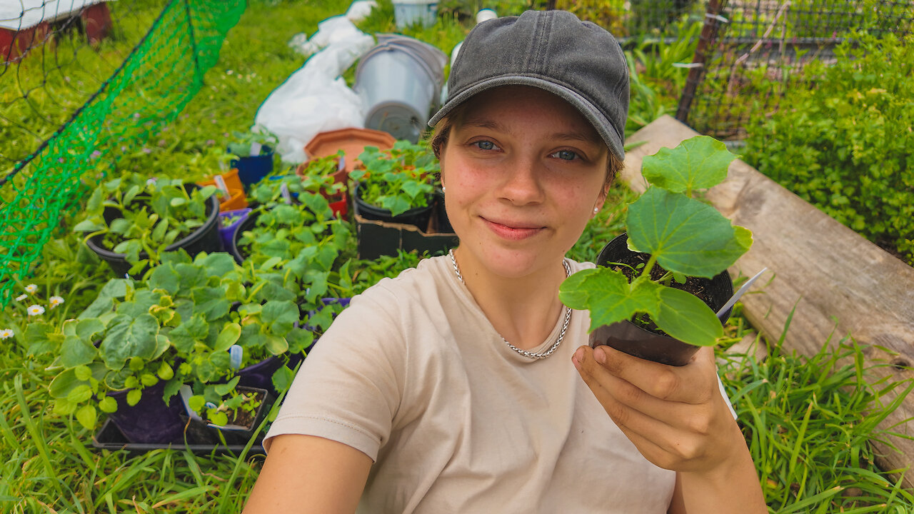 Finally Planting Out Cucumbers - This Spring is Nuts - So Frosty!
